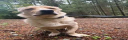 Mixed Breed dogs for adoption: Harvey -Norwich Norfolk  in Norwich - Advert 10