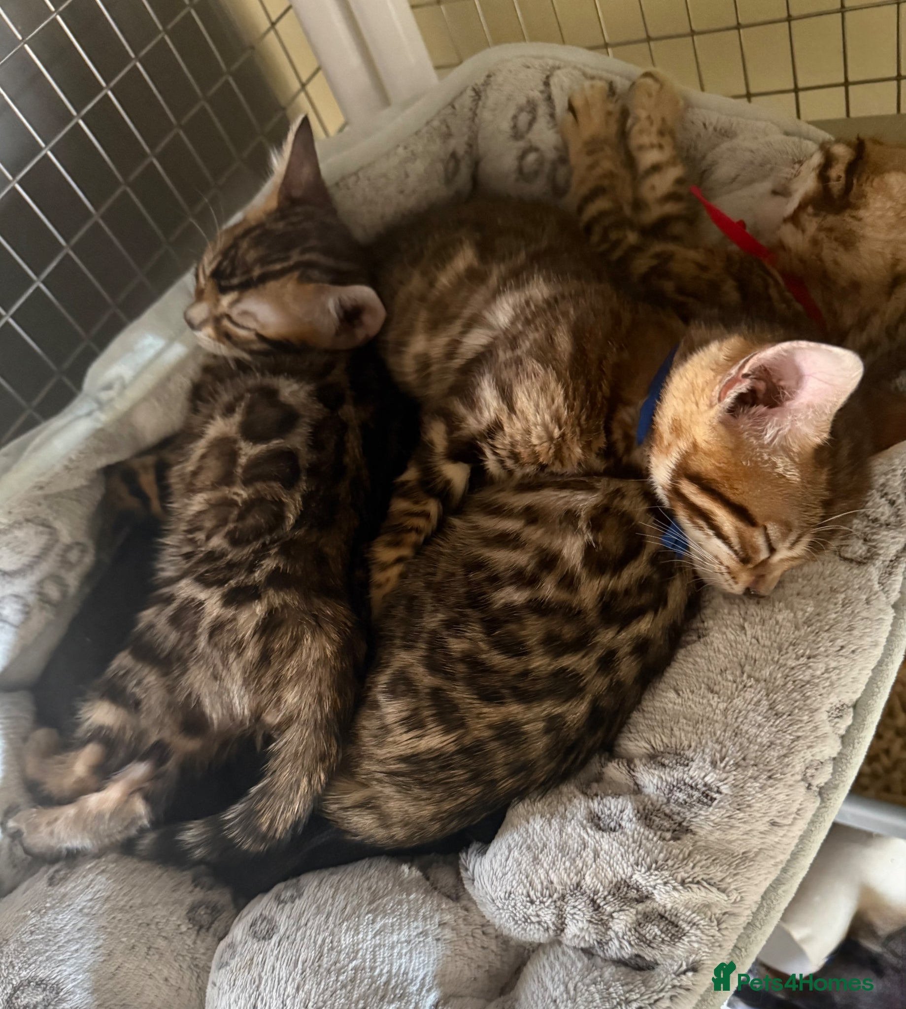 Bengal cats Pedigree Bengals Kittens 🐆 TICA registered 💙🩷 - Advert 5
