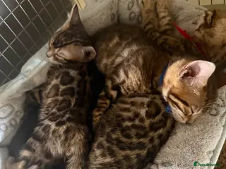 Bengal cats Pedigree Bengals Kittens 🐆 TICA registered 💙🩷 - Advert 15