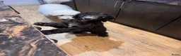 Mixed Breed dogs for sale: Gorgeous large Doodle Boy Puppy ‘Obi’ - Advert 22