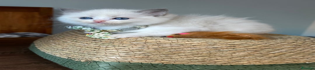 Ragdoll Kitten 4