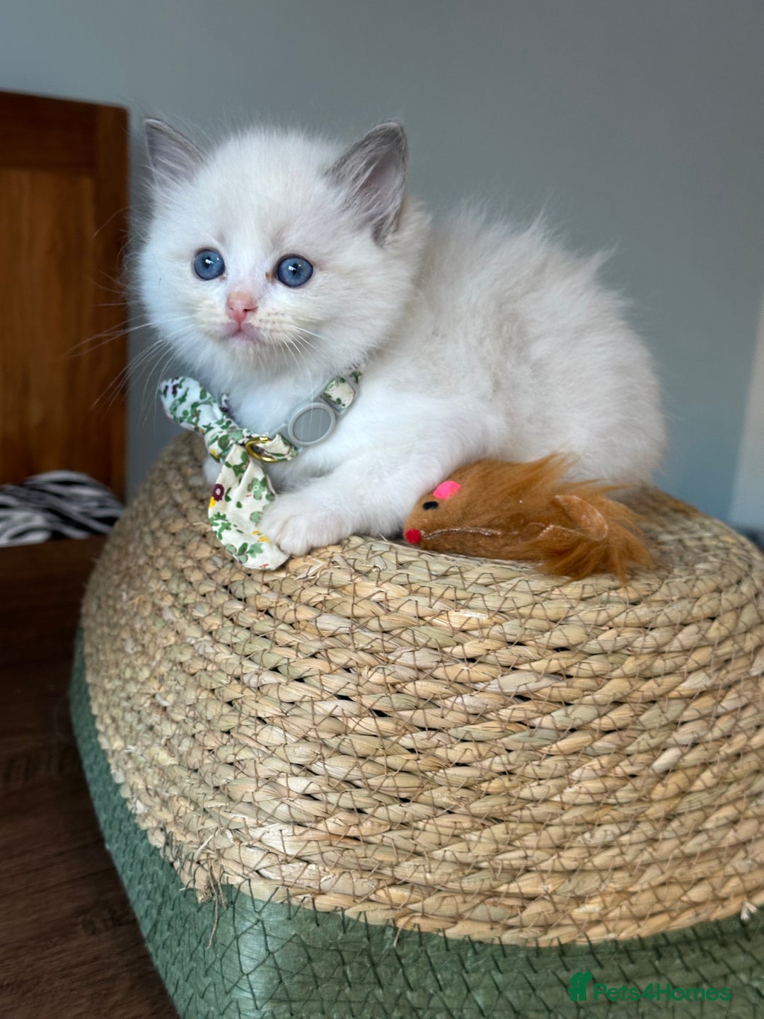 Ragdoll cats for sale: TICA Registered Ragdoll Kittens - Image 19