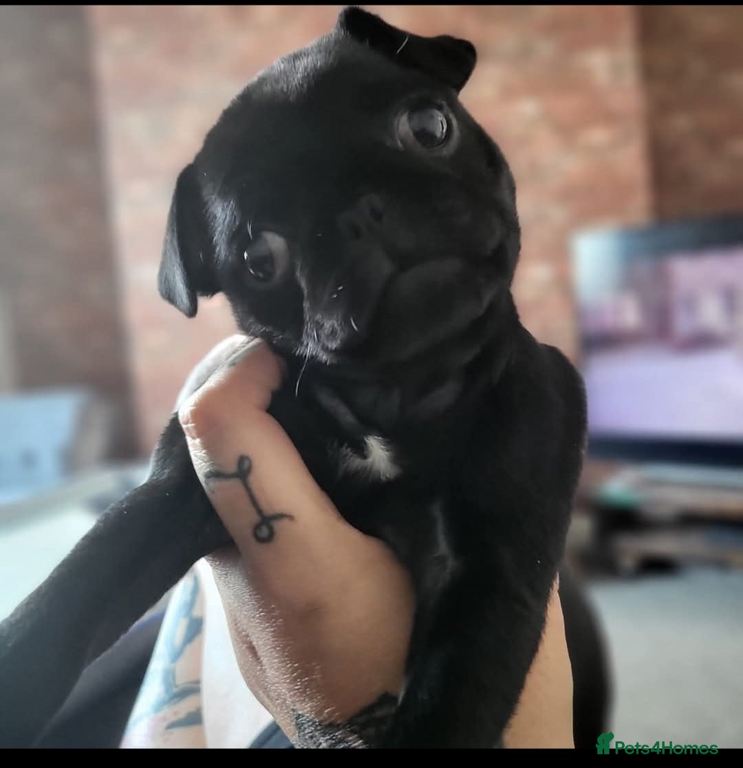 Pug dogs for sale: Pug female for sale black  - Advert 3