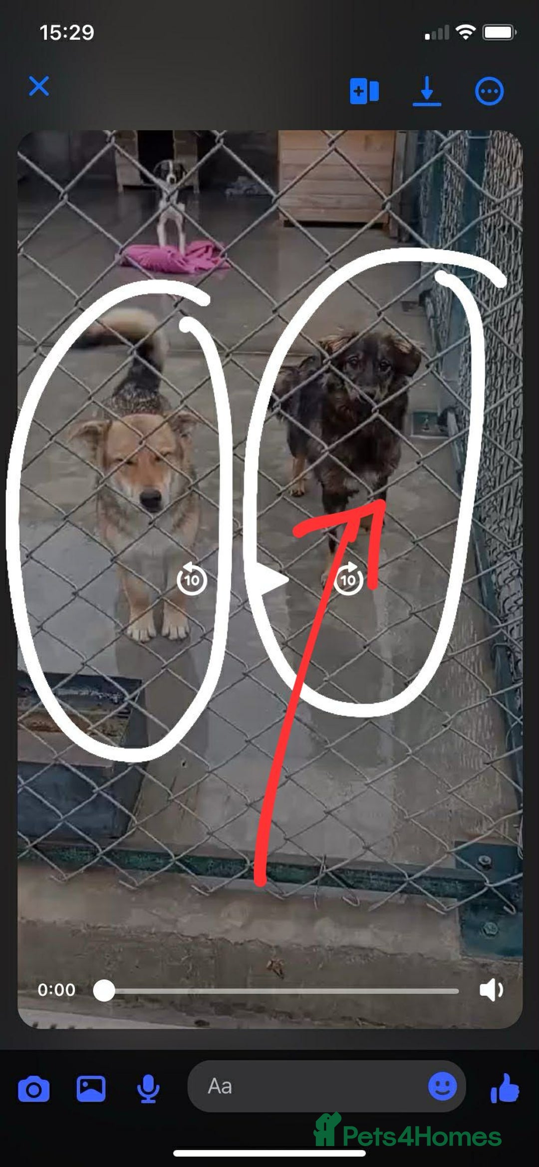 Mixed Breed dogs for adoption: Edie, 1 yr old approx. Available for adoption. - Advert 9