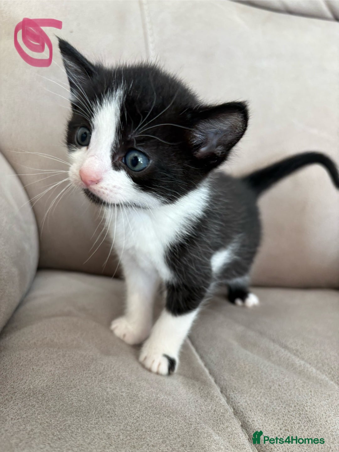 British Shorthair cats for sale: Beautiful kittens as family pets! 💜 - Image 1