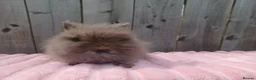 Lionhead rabbits for sale: Lionhead buns - Advert 4