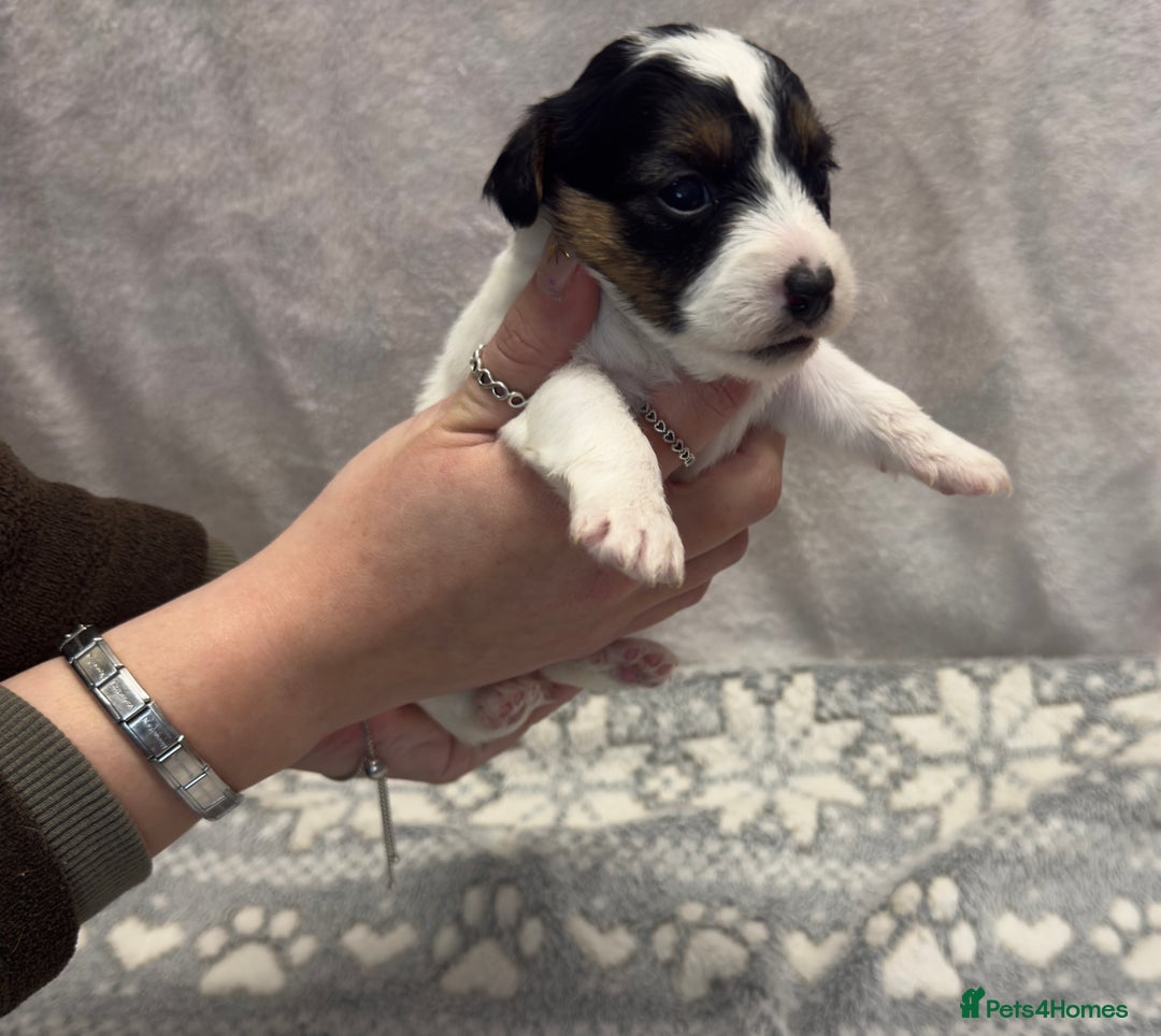 Jack Russell dogs for sale: Bred From Health Tested Parents - Advert 7