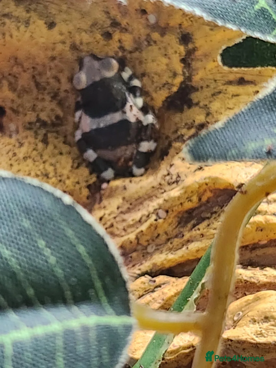 Frog reptiles for sale: Amazon Milk Frog babies in Wigan - Advert 6