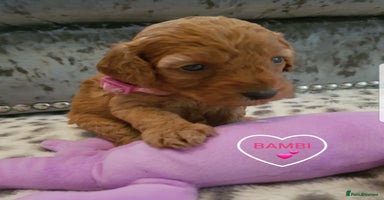Cavapoo dogs - Advert 2