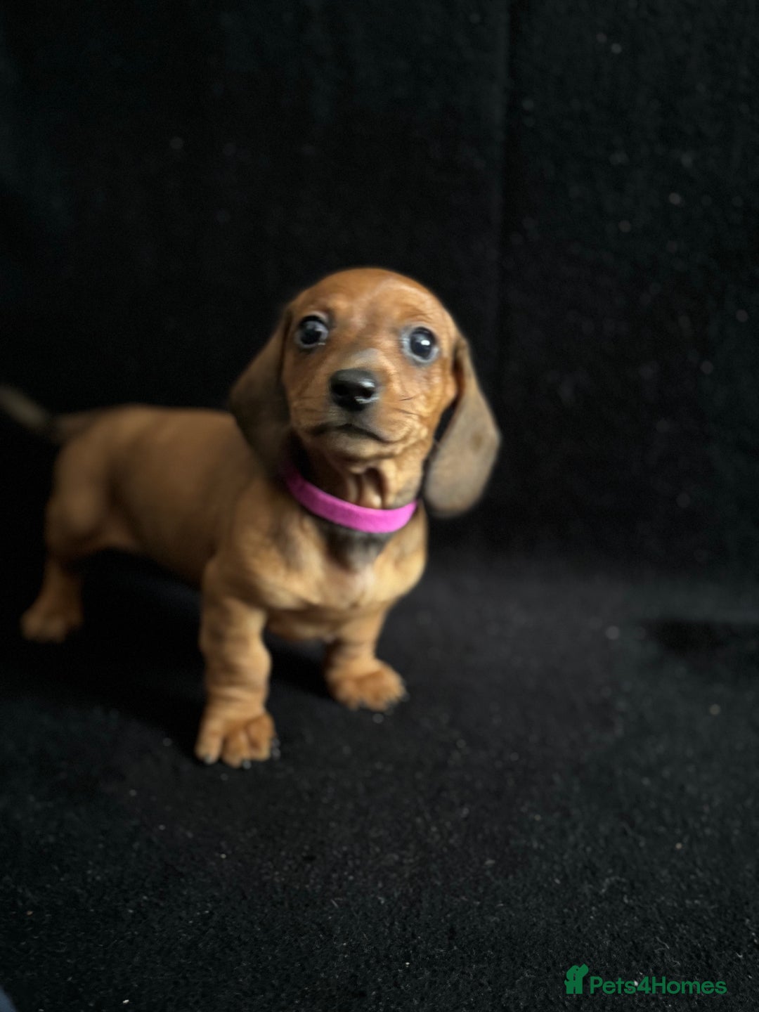 Dachshund dogs for sale: Miniature Dachshund Puppies  - Image 8