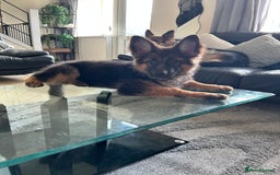 German Shepherd dogs for sale: German Shepard little girl - Advert 3