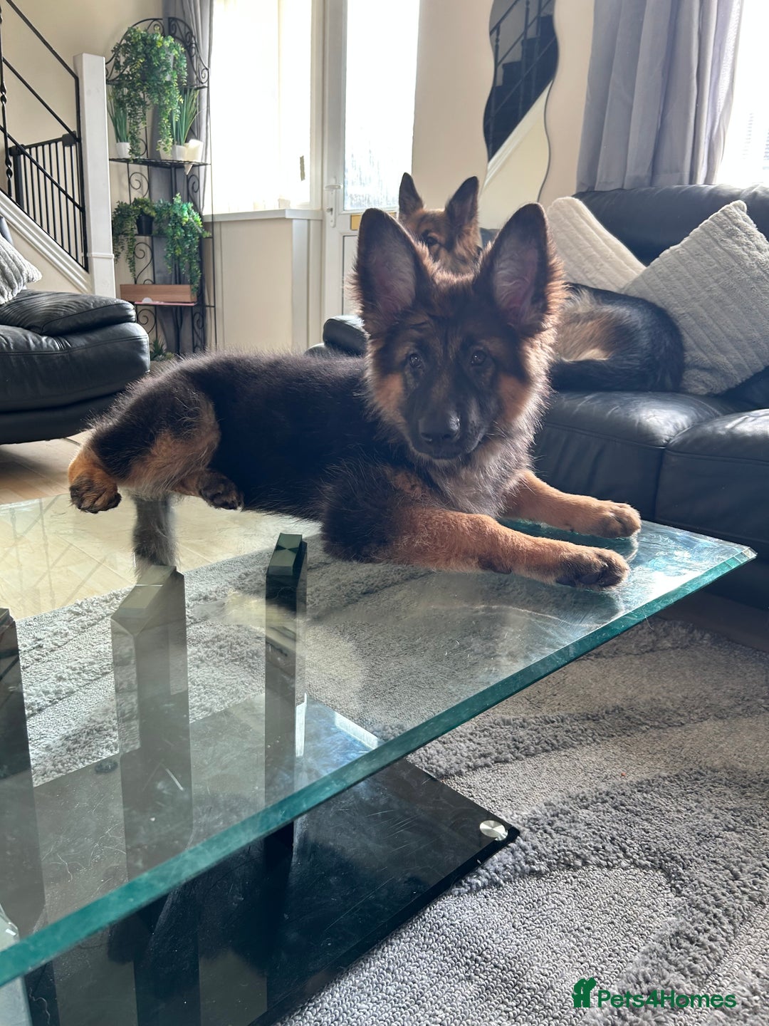 German Shepherd dogs for sale: German Shepard little girl - Advert 3