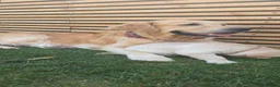 Golden Retriever dogs for sale: 5* Golden Retriver puppies - Advert 7