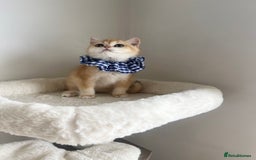 British Shorthair cats for sale: Rare NY12 British Shorthair Kittens  - Image 12