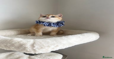 British Shorthair cats - Advert 3