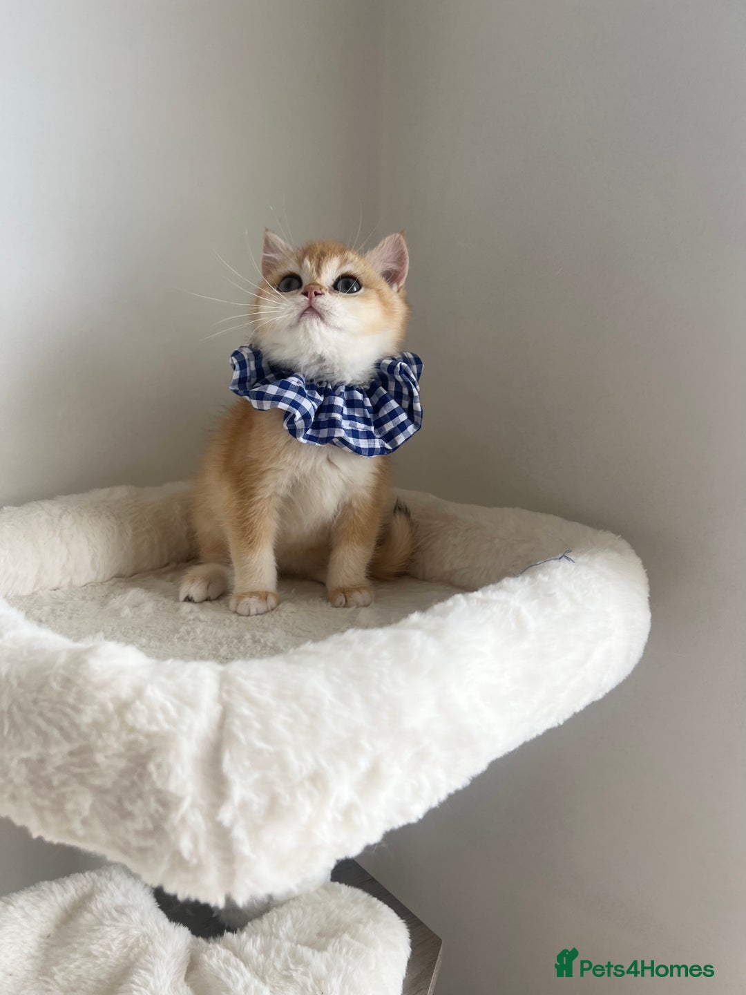 British Shorthair cats for sale: Rare NY12 British Shorthair Kittens  - Image 12