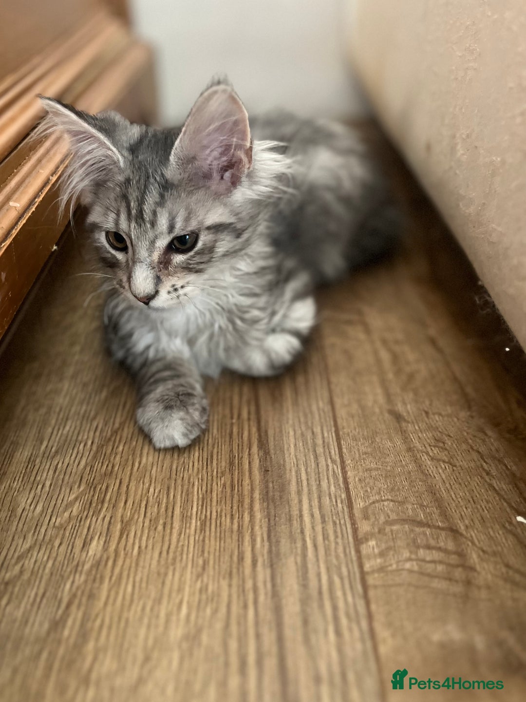 Maine Coon cats for sale: Maine coon kittens available  - Image 5