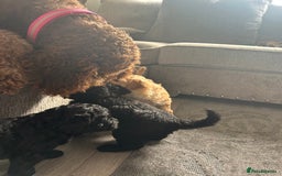 Bernedoodle dogs for sale: HEALTH TESTED DOUBLE DOODLES - Image 16