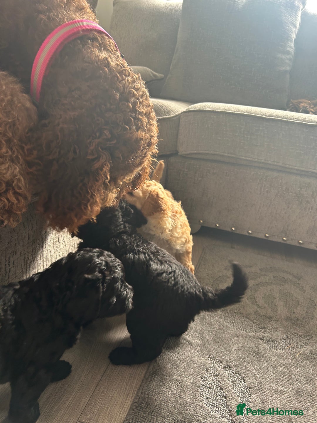 Bernedoodle dogs for sale: HEALTH TESTED DOUBLE DOODLES - Image 16