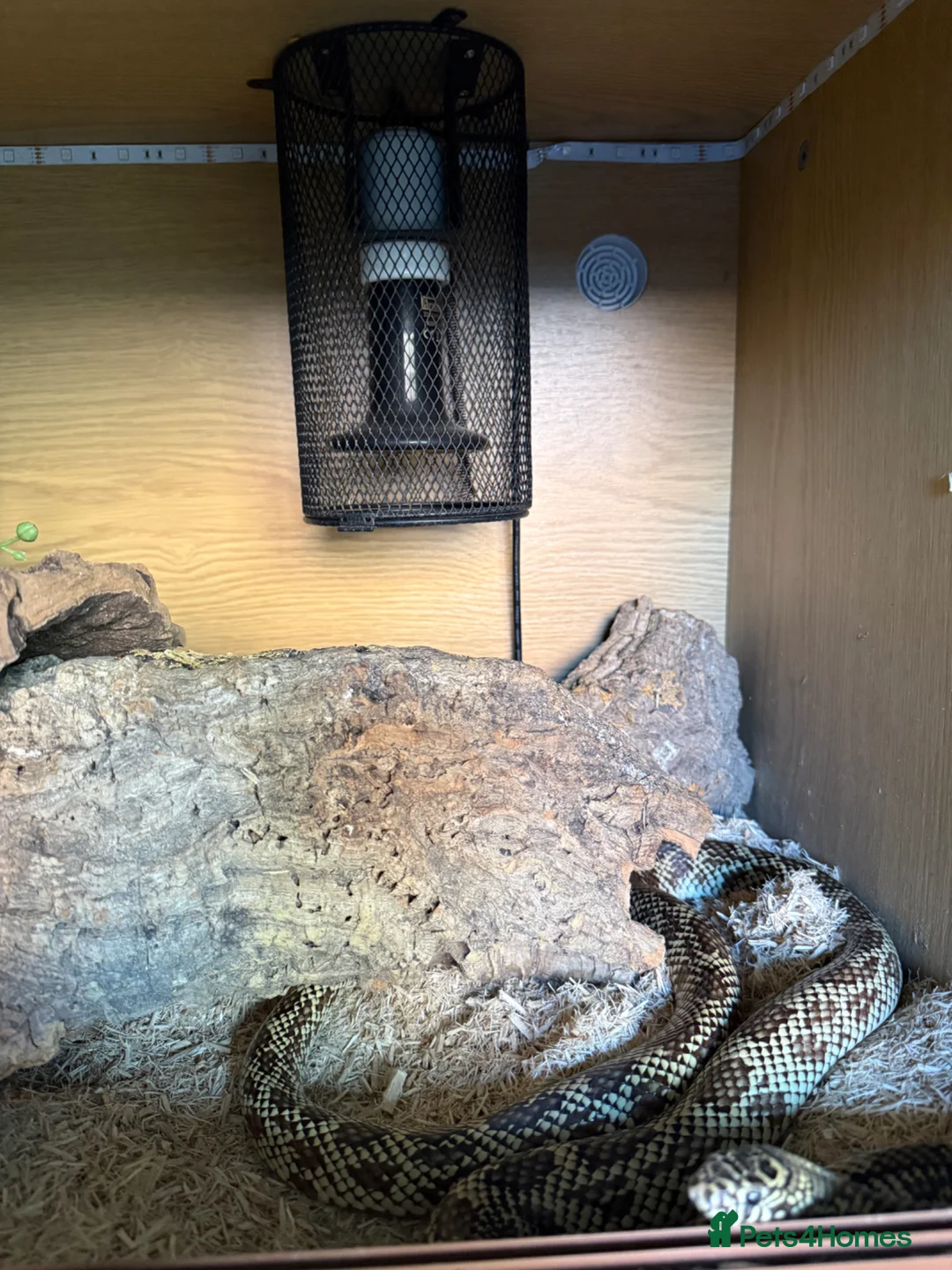 King Snake reptiles for sale: Florida King Snake in Bristol - Advert 6