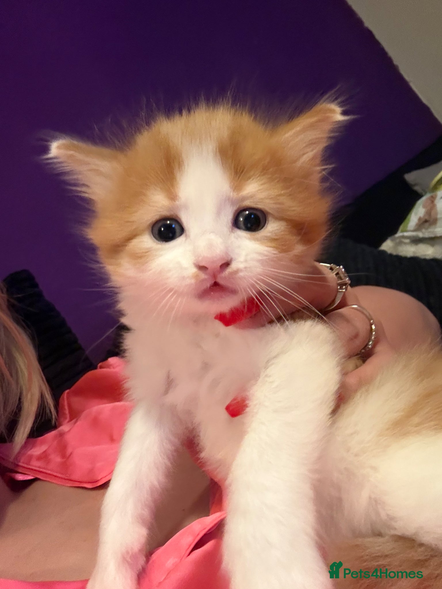 Mixed Breed cats Kittens  - Advert 6