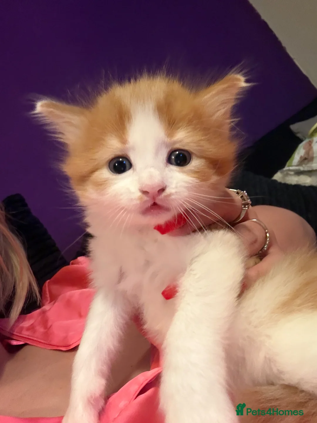 Mixed Breed cats for sale: Kittens  in Tonbridge - Advert 1