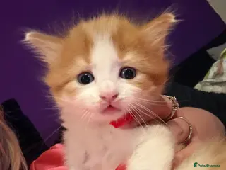 Mixed Breed cats Kittens - Advert 5