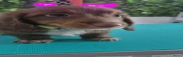 Miniature Dachshund dogs for sale: KC Long Hair Miniature Dachshund Pups ready now - Advert 16