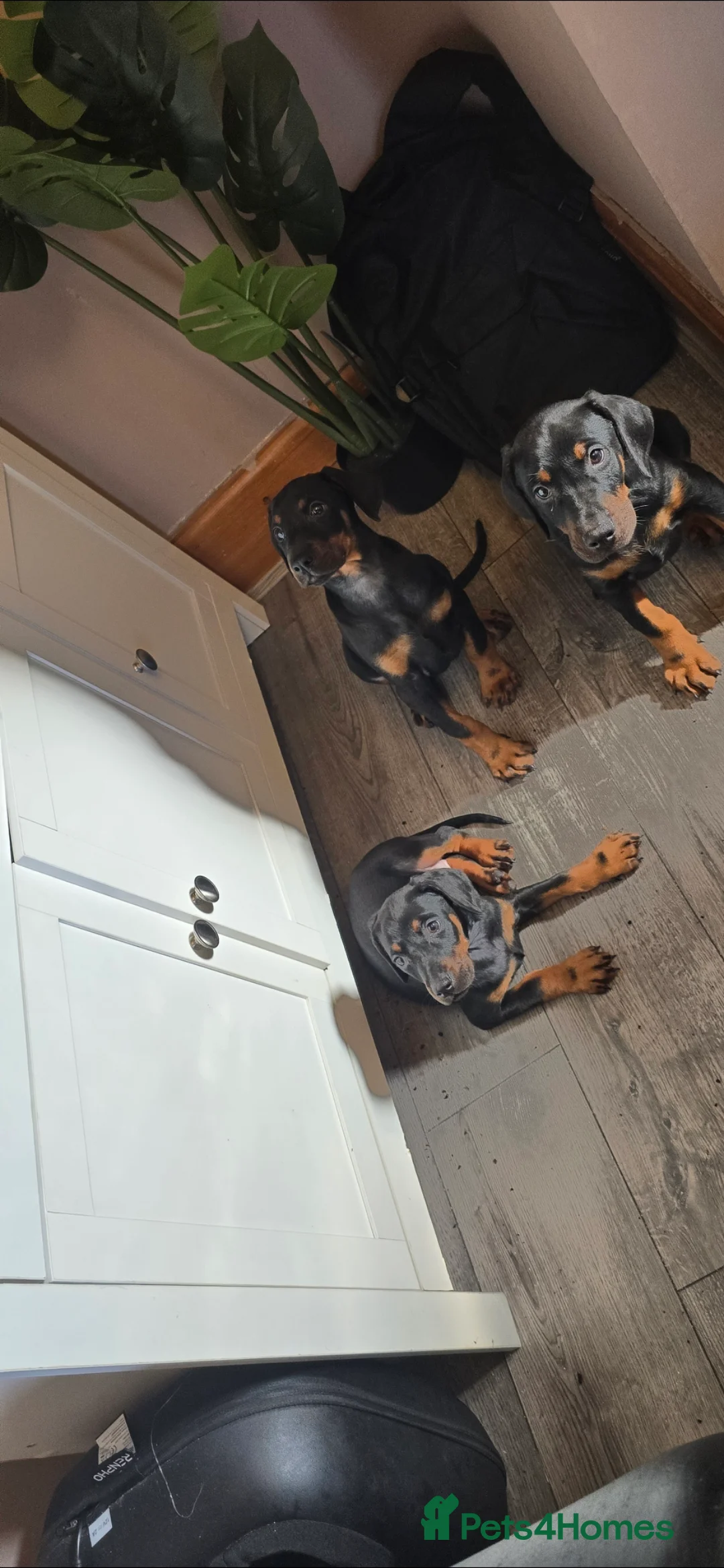 Dobermann dogs for sale: Excellent show quality doberman pups for sale - Advert 1