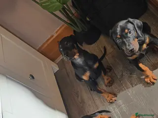 Dobermann dogs Excellent show quality doberman pups for sale - Advert 4
