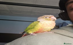 Conures birds for sale: Tame Male & Female Pineapple Conures - Image 9