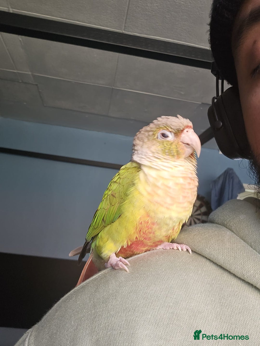 Conures birds for sale: Tame Male & Female Pineapple Conures - Image 9
