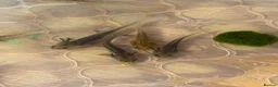 Axolotl reptiles for sale: Axolotls looking for homes! 🏡  - Advert 1