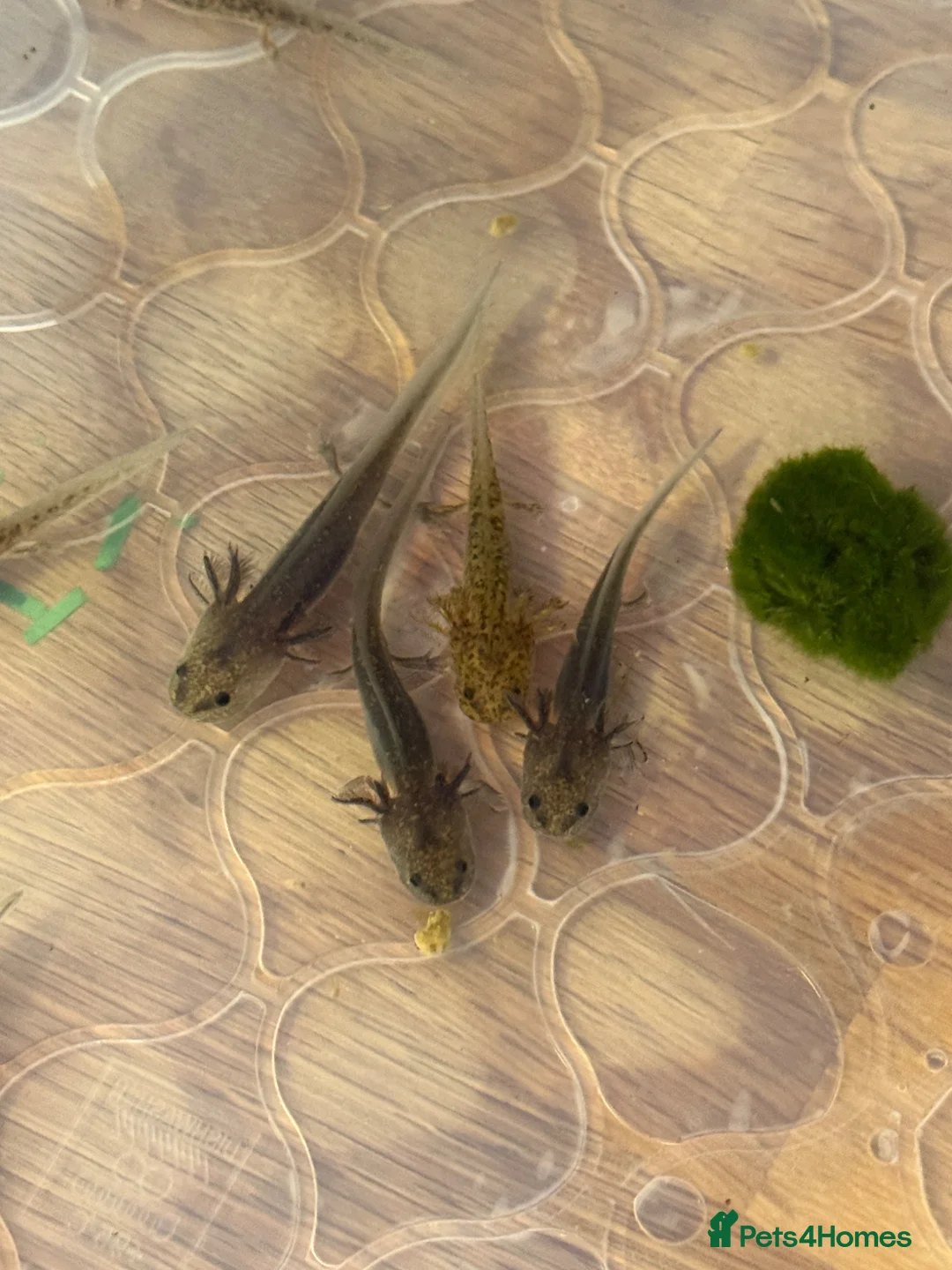 Axolotl reptiles for sale: Axolotls looking for homes! 🏡  - Advert 1