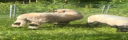 Sheep livestock for sale: Blacknose valais Ram  - Advert 2