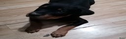 Rottweiler dogs for sale: Rottweiler male - Advert 4
