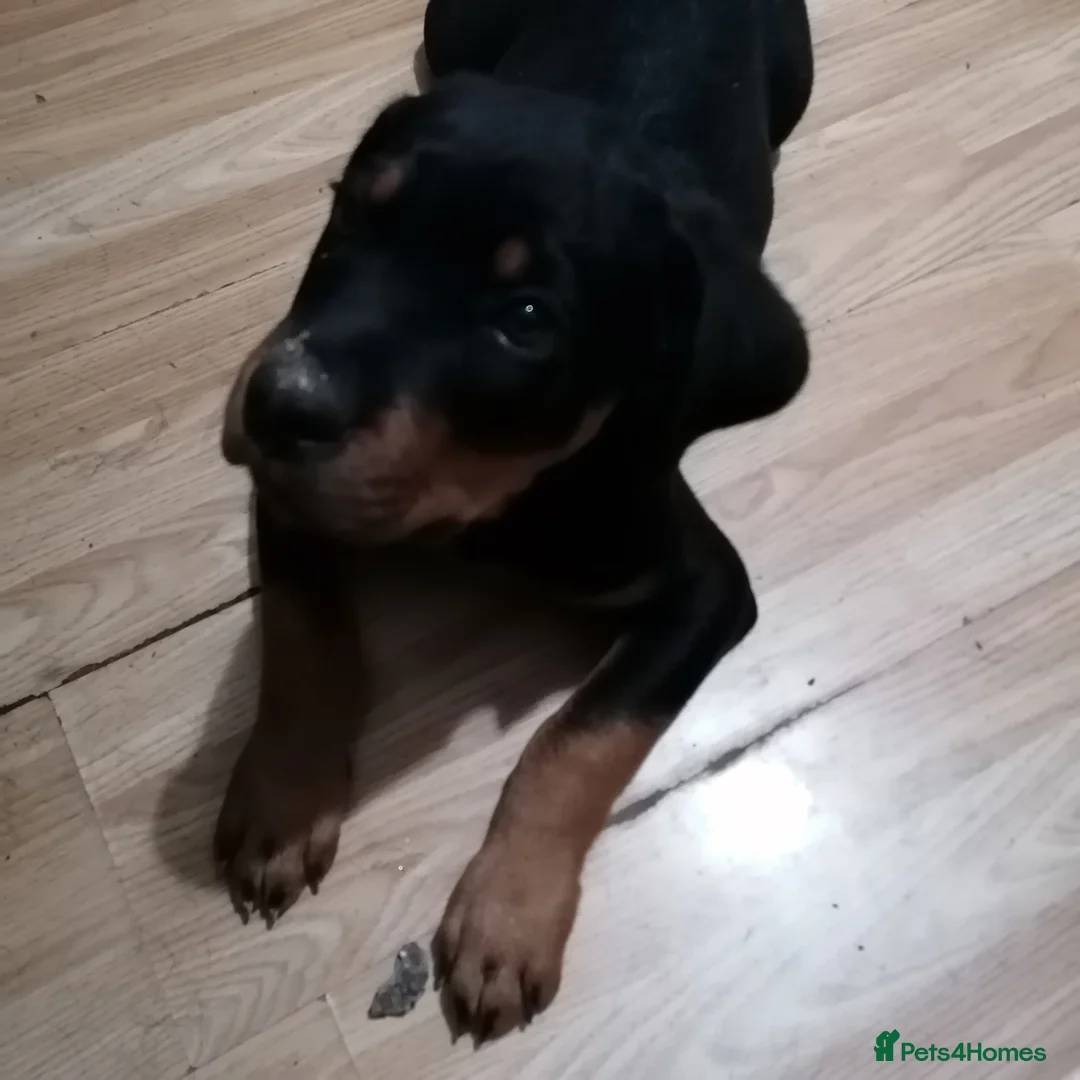 Rottweiler dogs for sale: Rottweiler male - Advert 3