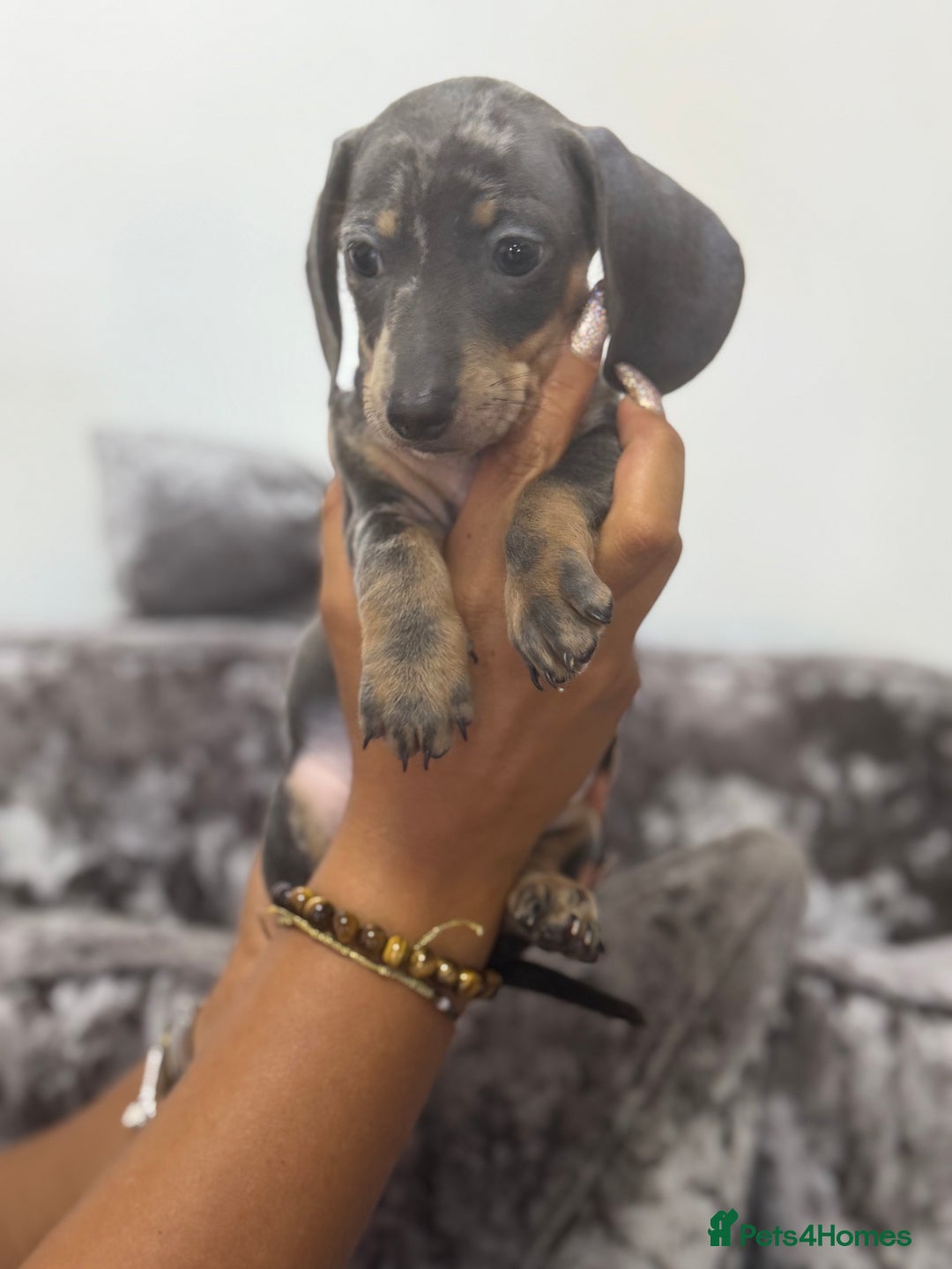 Miniature Dachshund dogs for sale: 7 stunning miniature dachshund puppies - Image 6