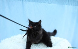Maine Coon cats for sale: 🔥Last Maine Coon kitten available 🔥 - Image 8