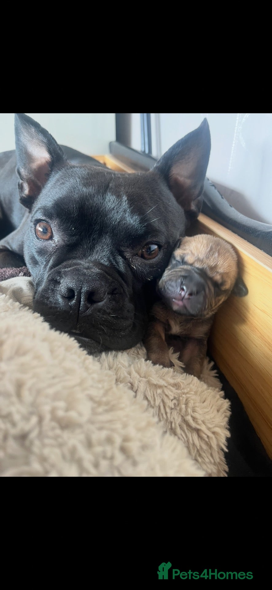 Mixed Breed dogs Our beautiful pups are looking for a forever home - Advert 1