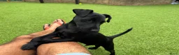 Patterdale Terrier dogs for sale: Frankie in Wallasey - Advert 4
