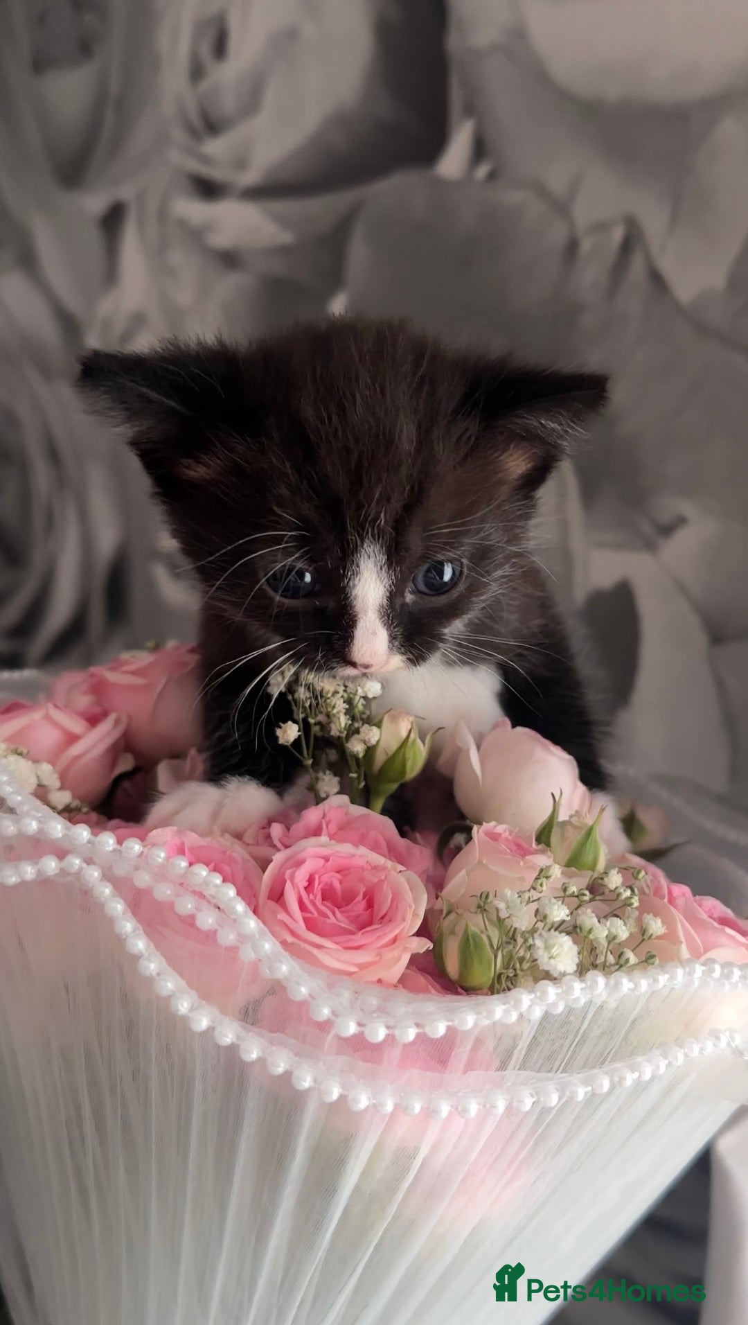 Ragdoll cats for sale: ✨ Three Gorgeous Long-Haired Ragdoll Mix Kittens ✨ - Image 3