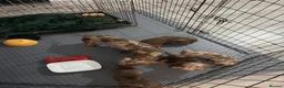 Miniature Dachshund dogs for sale: Miniature dachshund puppies in Willenhall - Advert 6