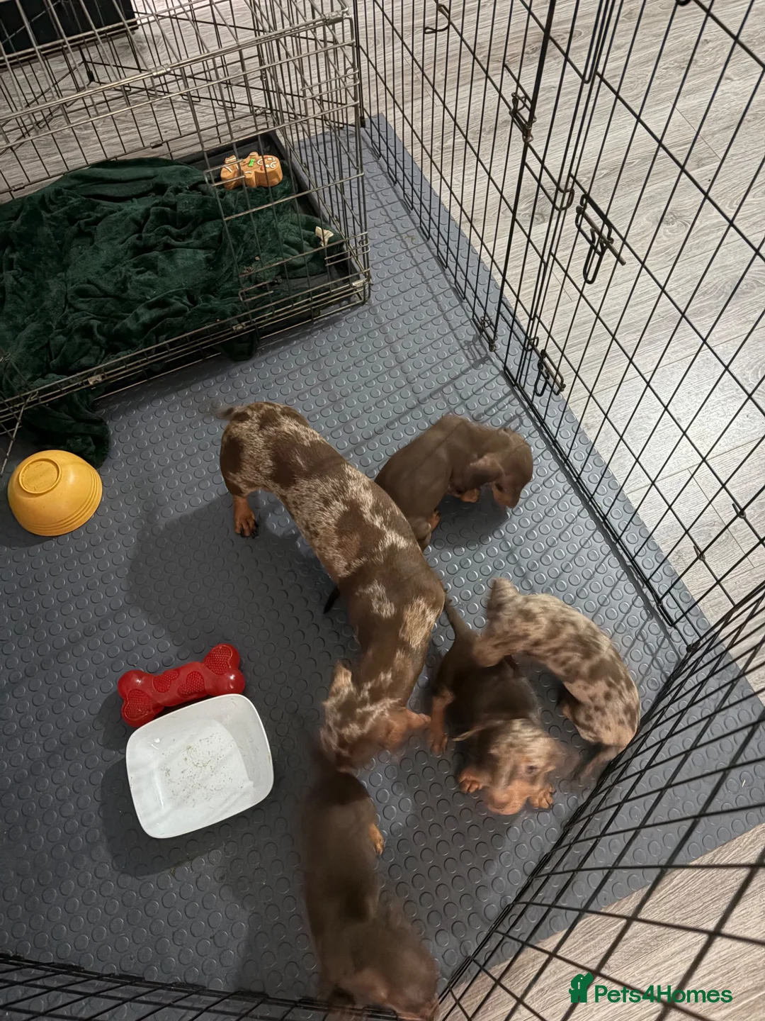 Miniature Dachshund dogs for sale: Miniature dachshund puppies in Willenhall - Advert 6