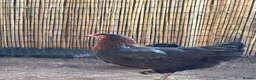 Chickens poultry for sale: Four copper maran hybrid hens for sale in Leek - Advert 2