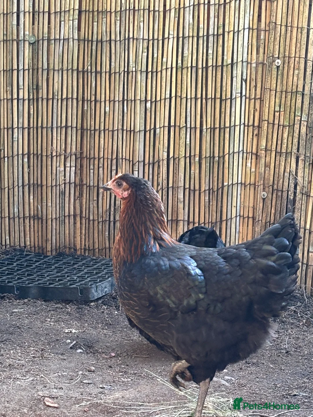 Chickens poultry for sale: Four copper maran hybrid hens for sale in Leek - Advert 2
