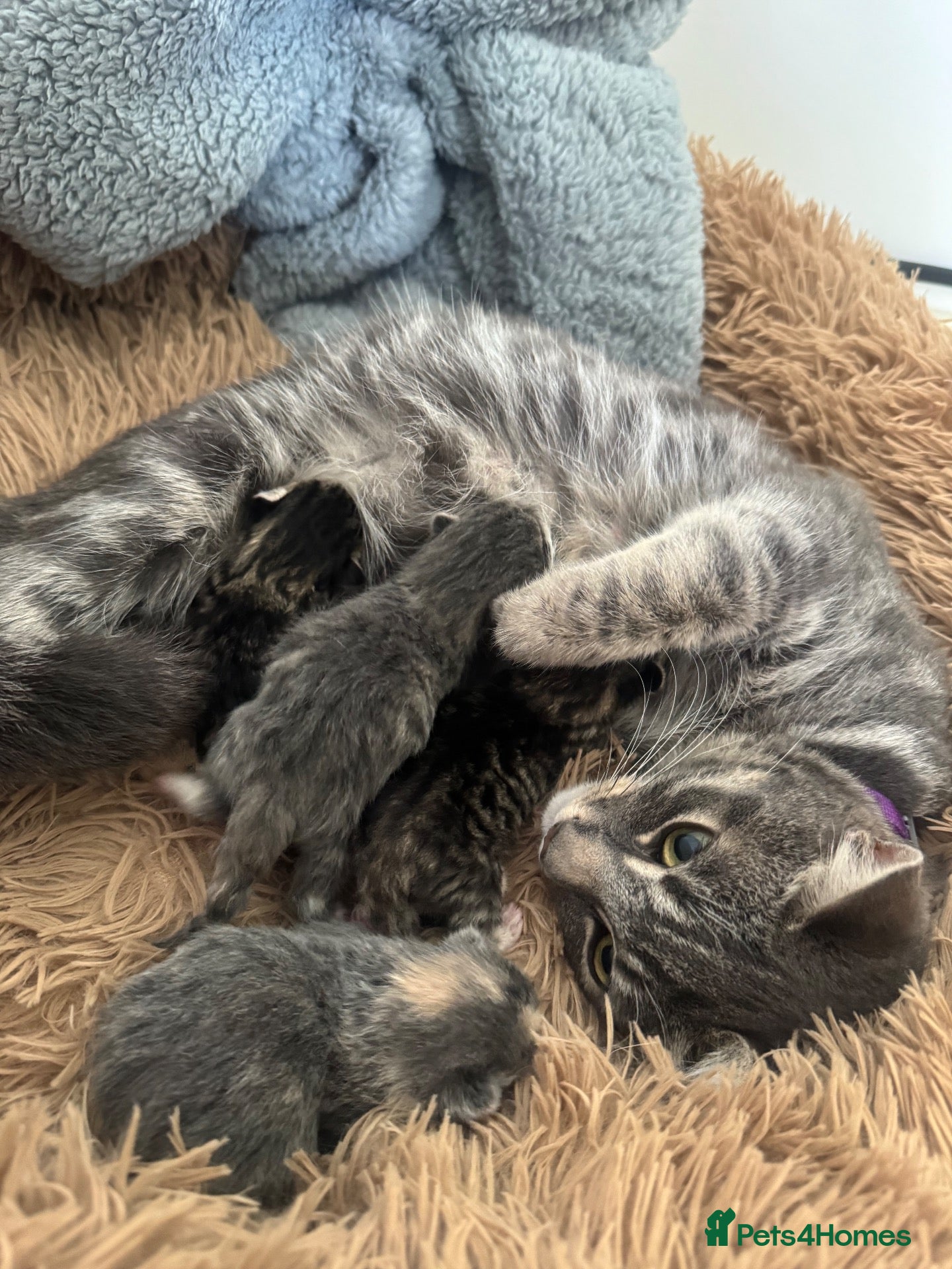 Mixed Breed cats Beautiful litter of four kittens  - Advert 4