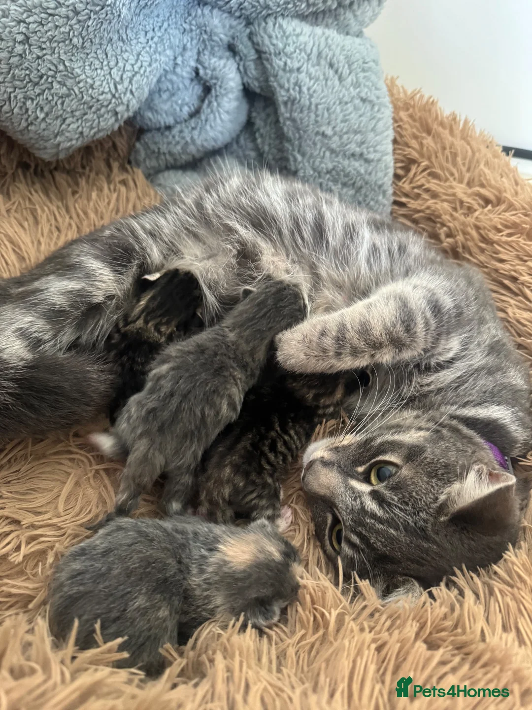 Mixed Breed cats for sale: Beautiful litter of four kittens  in Kinross - Advert 1