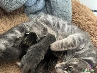 Mixed Breed cats Beautiful litter of four kittens - Advert 1