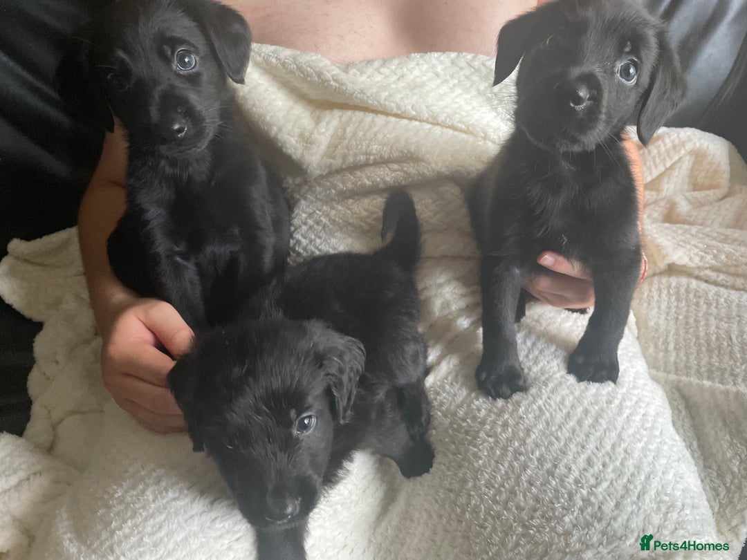 Mixed Breed dogs for sale: Mother cocker spaniel father German Shepherd - Image 4